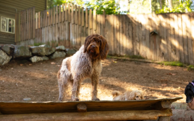 Dog Boarding Near Seattle: Why Woodinville, Mill Creek, and Snohomish County Families Drive to Bothell