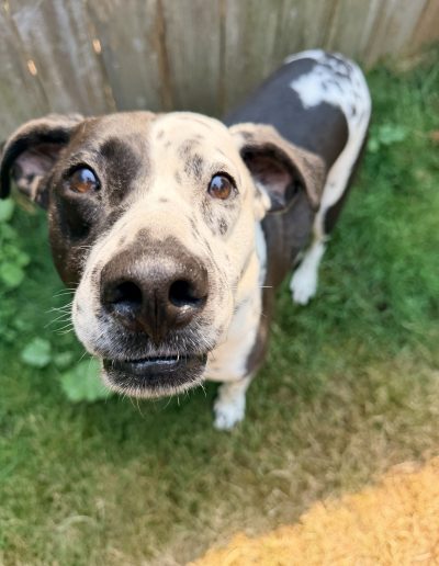 Black and white adoptable foster dog looking up at the camera outdoors at Camp Happy Paws