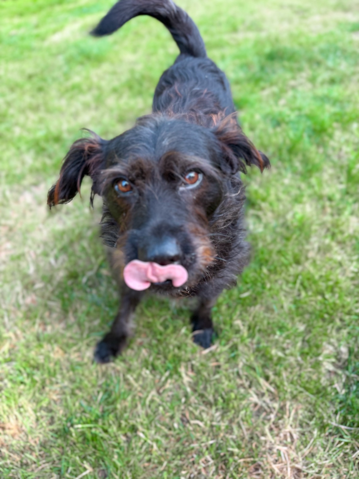 Small black rescue dog licking his nose while looking up at the camera outdoors at Camp Happy Paws