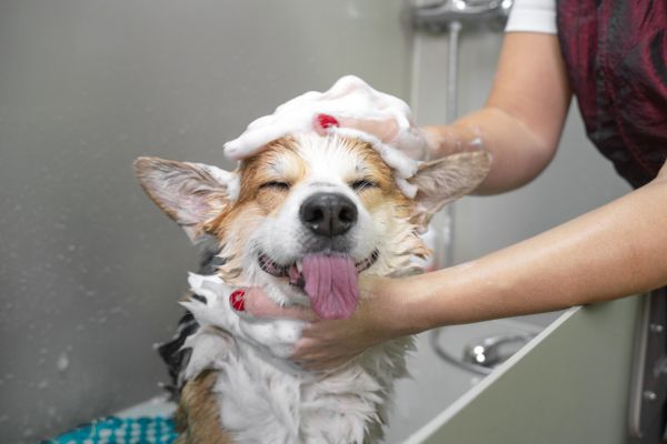 Happy dog receiving a bath during a grooming appointment