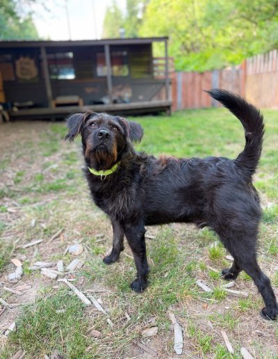 Small black adoptable dog standing outdoors with his tail up at Camp Happy Paws in Bothell, Washington