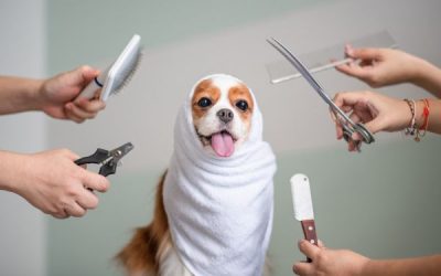 Help Shape the Future of Grooming Services at Camp Happy Paws