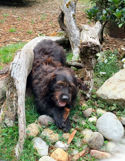 Scruffy black foster dog relaxing among logs, rocks and flowers on the wooded Camp Happy Paws property