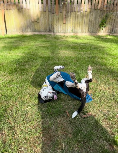 Adoptable Pointer Lab mix rolling playfully in the grass on a sunny day