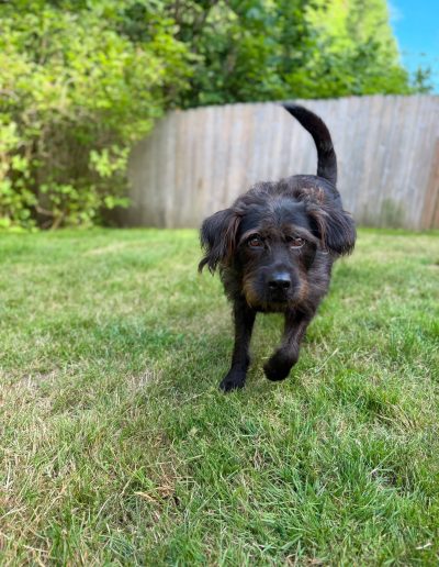 Friendly black rescue dog walking toward the camera across a grassy yard at Camp Happy Paws
