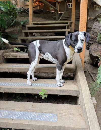 Black and white Pointer Lab mix exploring the forested grounds at Camp Happy Paws