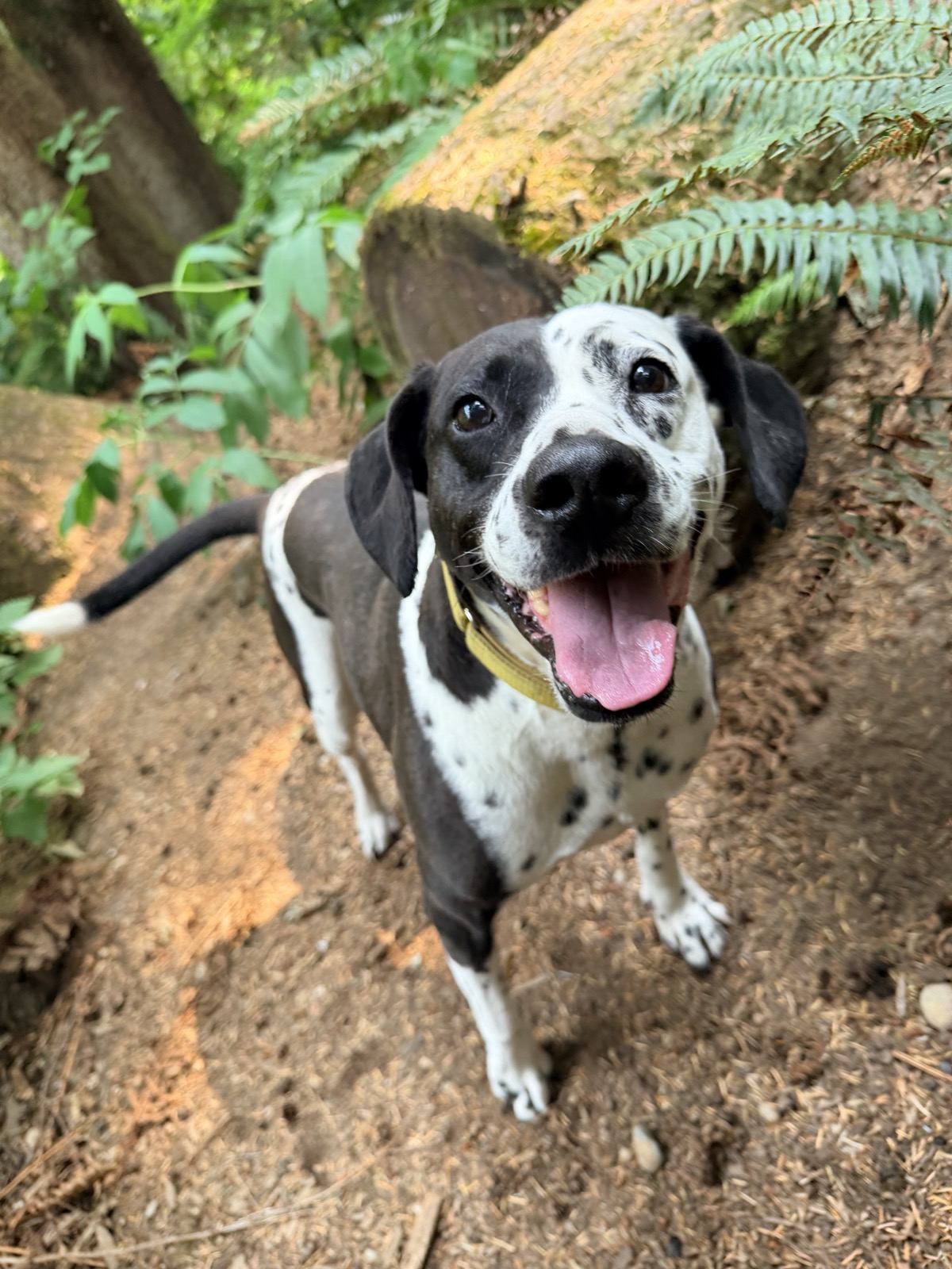 Happy black and white rescue dog smiling on a wooded trail in Bothell, Washington